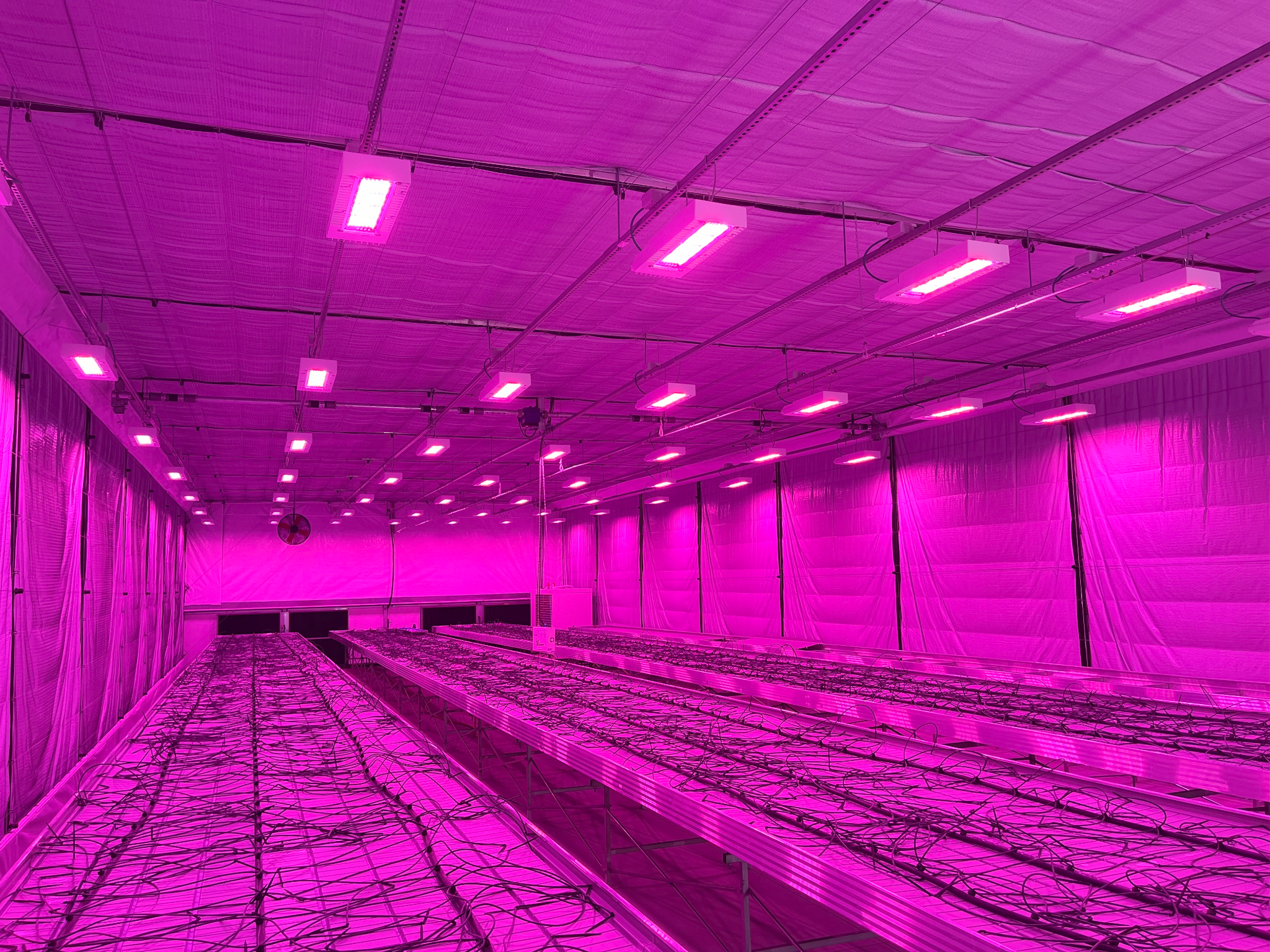 Hydroponic benches and irrigation lines