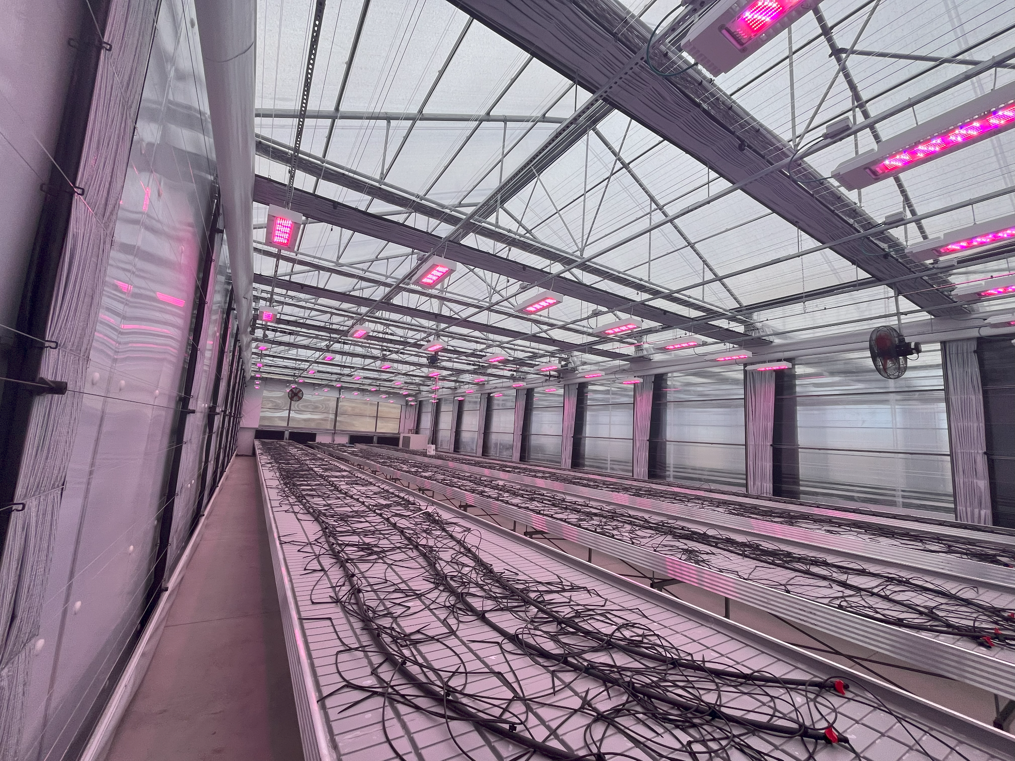 Interior grow module under LED lighting